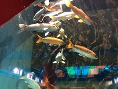 -北戴河圣蓝海洋公园