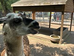 -长白岛森林公园