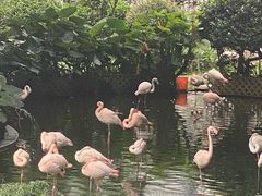 -九龙公园