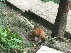 -黔灵山公园