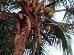 -三亚凤凰水城凯莱度假酒店