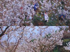 -樱桃山旅游景区