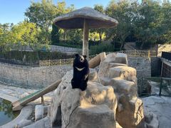 -石家庄市动物园