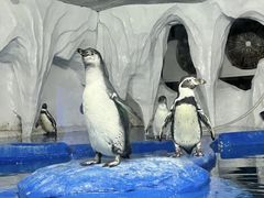 -太平洋海底世界