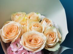 -曲阳花鸟市场(曲阳路店)