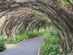 -广西壮族自治区药用植物园