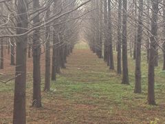 -黄海国家森林公园