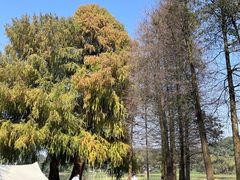 -南宁良凤江国家森林公园