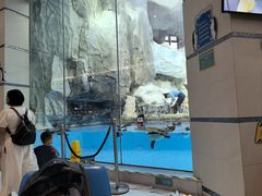 -帝企鹅自助餐厅•儿童岛•真企鹅(长隆企鹅酒店)