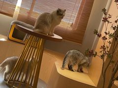 -有猫咖啡umeow coffee