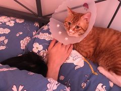 -纳吉亚猫专科动物医院博雅分院