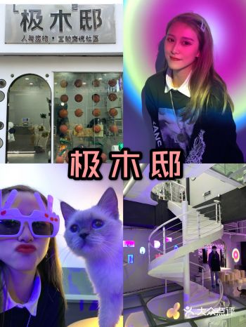 自家猫主子不粘人？？ 爹妈不让养？？ 没时间照顾小天