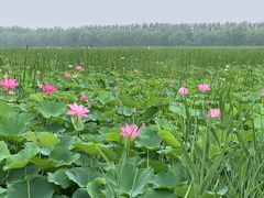 -西青郊野公园