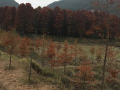 -小芝红树林