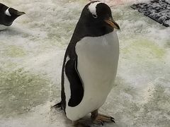 -大连圣亚海洋世界