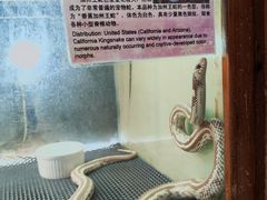 -上海大自然野生昆虫馆(东方明珠·爬宠昆虫探索中心)