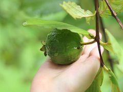 -福建鲤鱼洲酒店