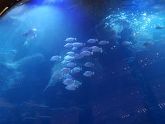 -OPEN開全日自助餐厅·西餐·海鲜(佛山希尔顿酒店)