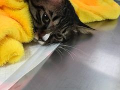 -瑞派·关忠动物医院·猫专科·犬专科(三环新城店)