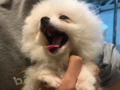 -momokira米努特·德文卷毛猫·棉花面纱犬