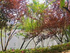 -重庆彩云湖湿地公园