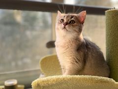 -momokira米努特·德文卷毛猫·棉花面纱犬