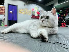 -TFC 纯泰拳馆MuayThai