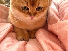-欣宠猫屋·矮脚拿破仑·蓝金金渐层