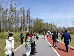 -上海长兴岛郊野公园