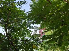 -白洋淀风景区