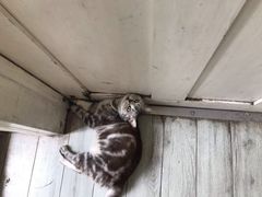 -海边的猫和咖啡馆