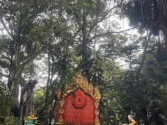 -瑞丽独树成林风景区