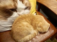 大傻-咖法森林·咖啡  酒吧(天河店)