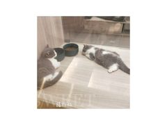 -飞行喵MR PILOT|猫舍·猫咖(静安大融城店)