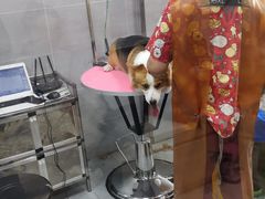 -宠福鑫康馨动物医院·骨科·眼科