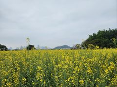 -光明小镇欢乐田园