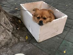 -老福合沟无米粿甜汤粿品店
