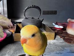 -吉丁鸟咖·异宠·寄养