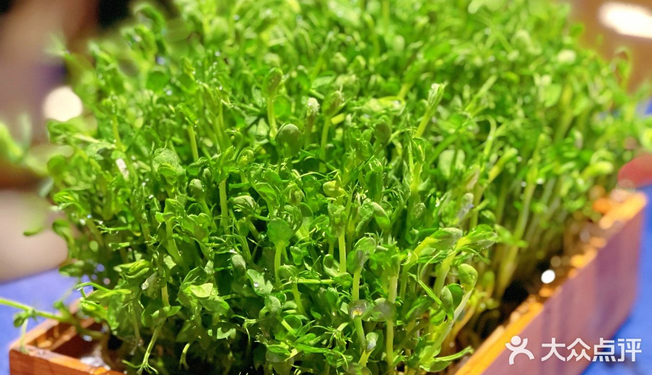 北京最好吃的花胶鸡汤 就在祥云小镇！