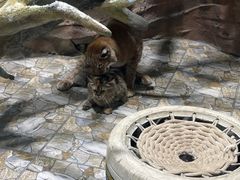 -海合安成都极地海洋公园