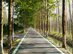 -合肥滨湖国家森林公园