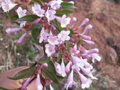 -永和大王(小厨·东四十条店)