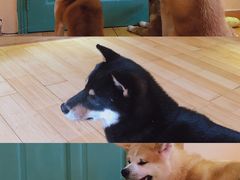 -喜柴咖啡·柴犬狗咖