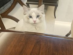 -佳雯宠物医院·皮肤科·内外科(春晓路分院)