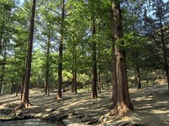 -白水寺森林公园