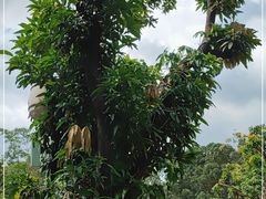 -广州长隆野生动物世界