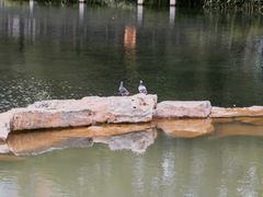 -四海公园(南山区)