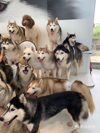 真的好多哈士奇，而且只要你有食物，就会被围攻