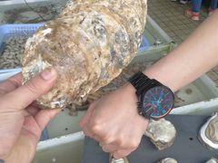 -南沙十九涌渔人码头-南门