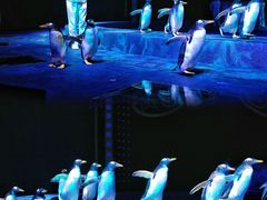 -珠海横琴长隆《卡卡虎奇遇记》